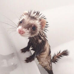 ferret